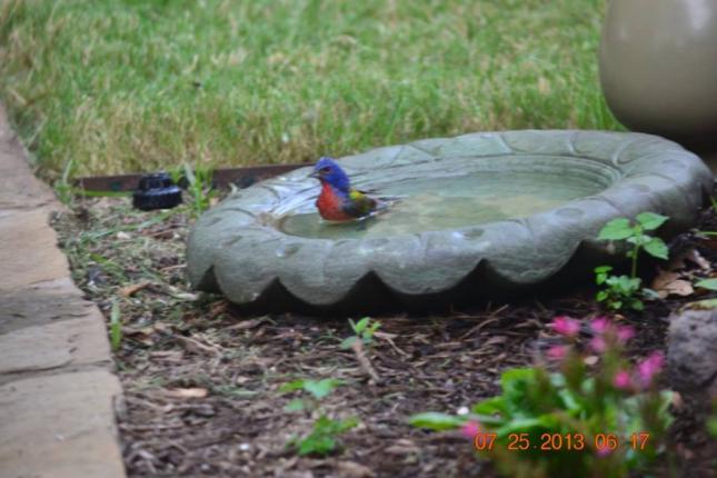 Painted Bunting