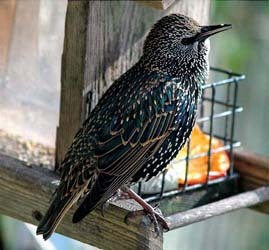 Starling