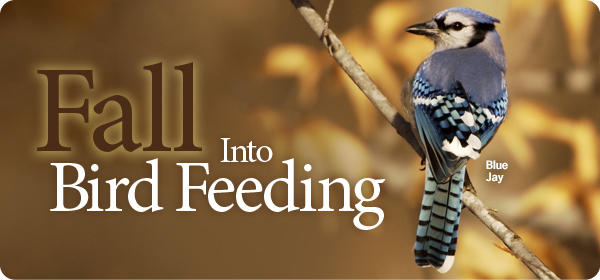 Blue Jay - Wild Bird Feeder and Accessory Store