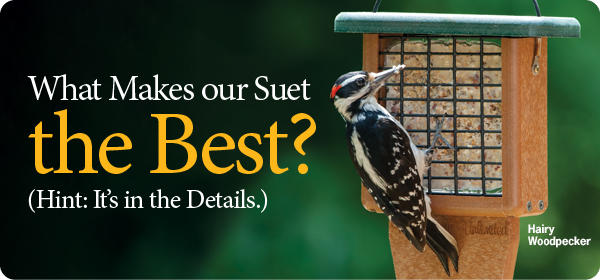 Suet