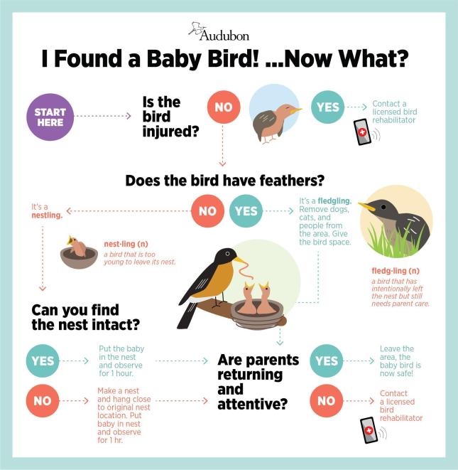 What to do if you find a baby bird