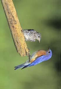 Bluebird Fledgling